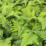 Fern - Polystichum-polyblepharum - Part of Fern Collection - Plants for Ponds