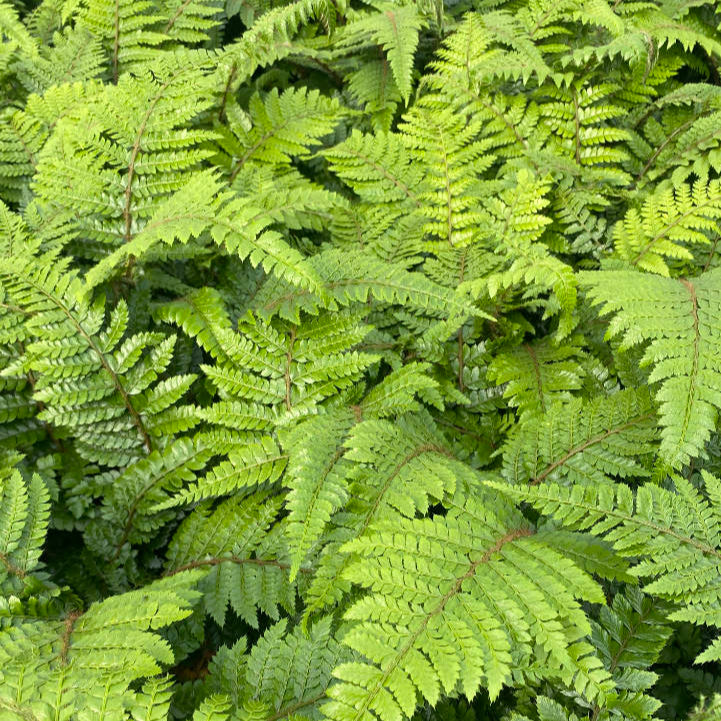 Fern - Part of Shady Pondside Collection - Plants for Ponds