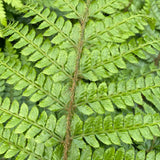 Fern - Plants for Ponds Fern Collection - Polysticum-polyblepharum