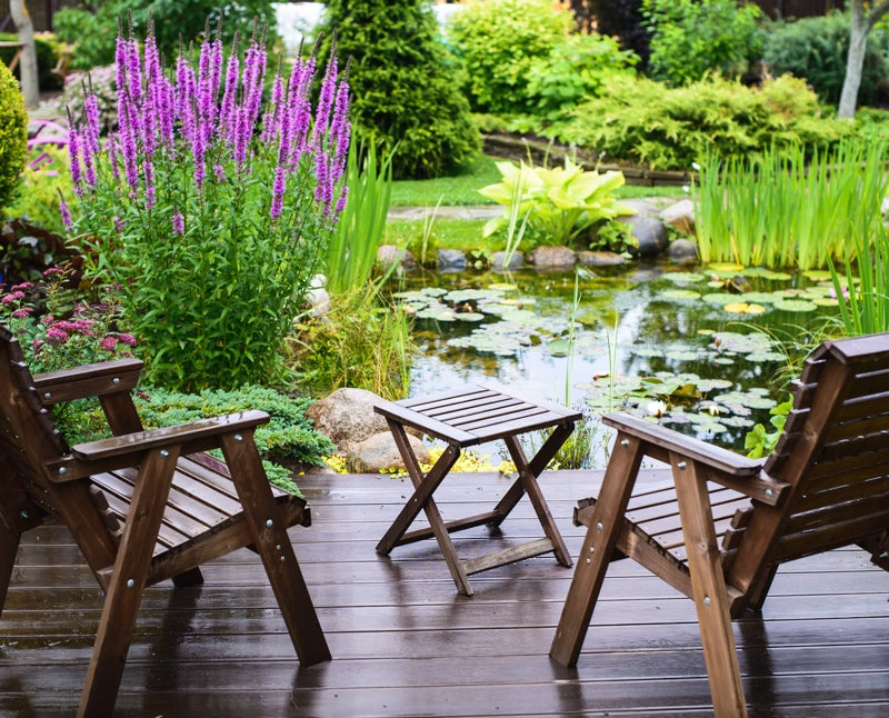 Plants for Ponds UK Pond Plant Specialist Plants for Ponds Limited