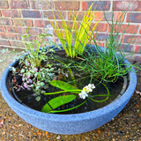 Mini Garden Pond Kit