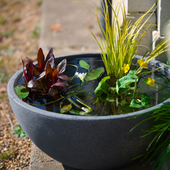 Mini Garden Pond Kit