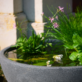 Mini Garden Pond Kit