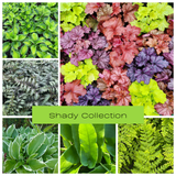 Shady Pondside Plants