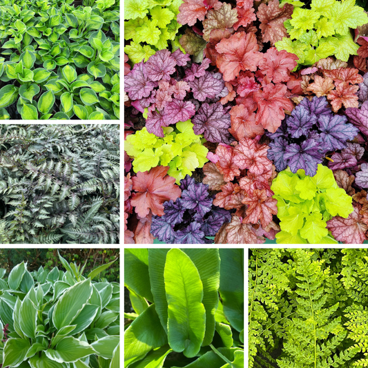 Shady Pondside Plants