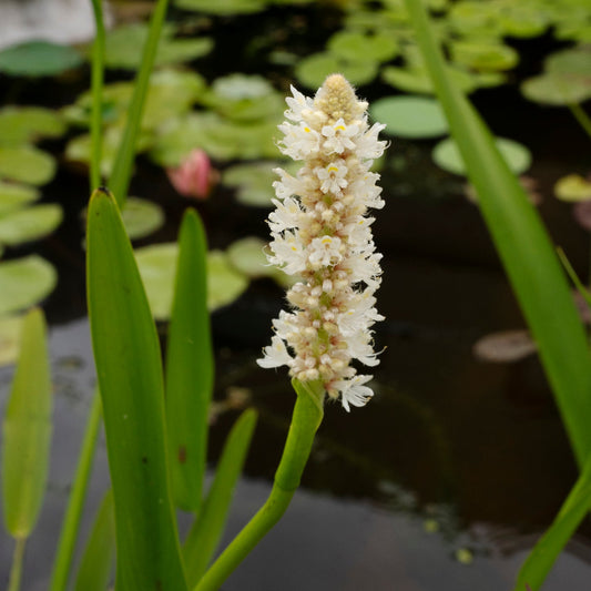 White Pickerel Weed | Pontederia cordata 'Alba'