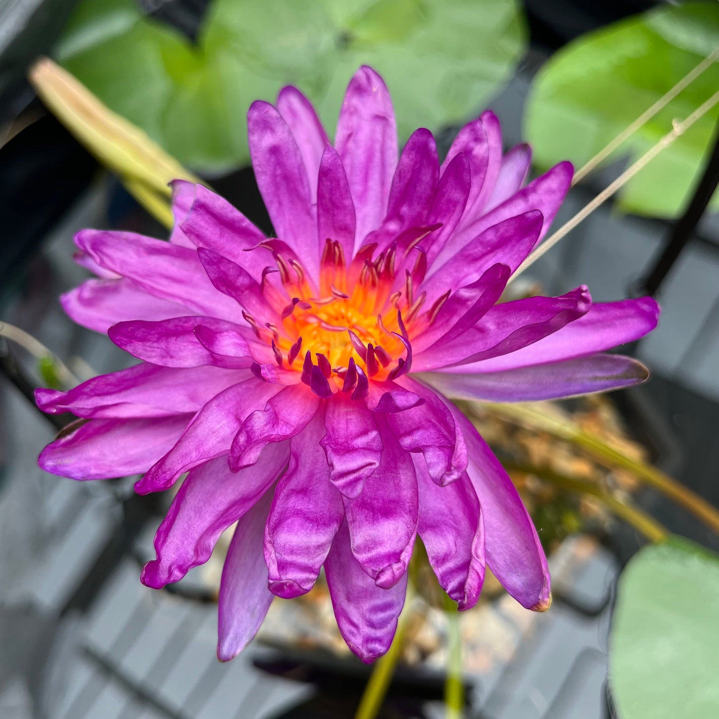 Purple Fantasy Waterlily