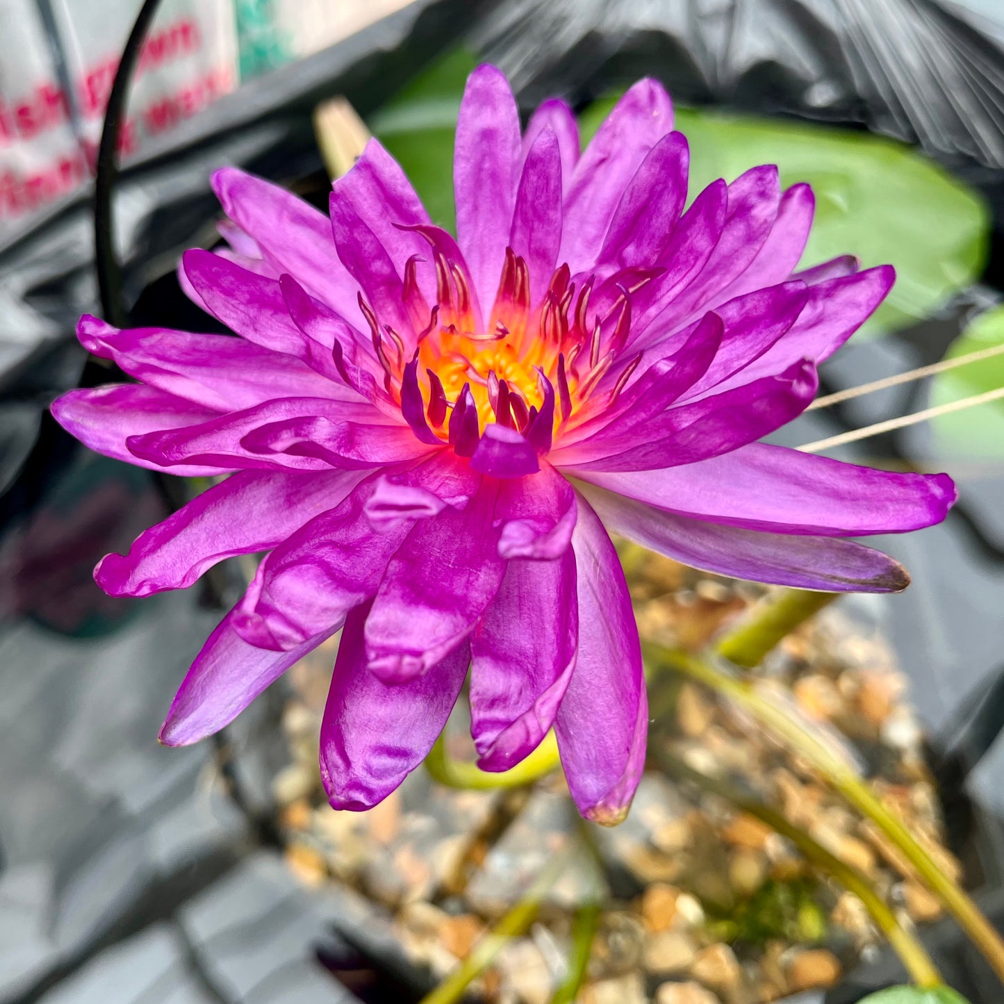 Purple Fantasy Waterlily