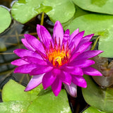 Purple Fantasy Waterlily