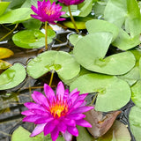 Purple Fantasy Waterlily