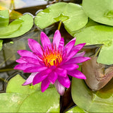 Purple Fantasy Waterlily