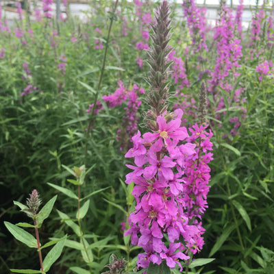 Purple loosestrife-(Lythrum salicaria)