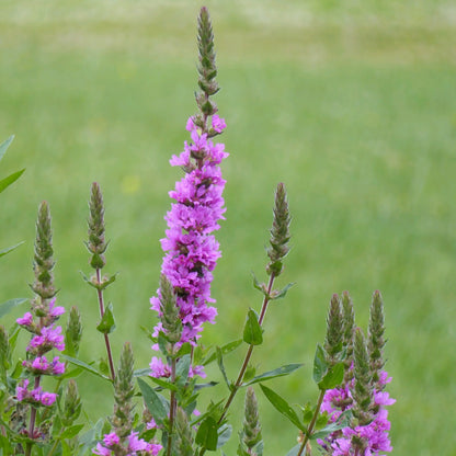 Purple loosestrife | Lythrum salicaria