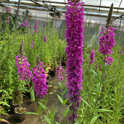 Purple loosestrife-(Lythrum salicaria)
