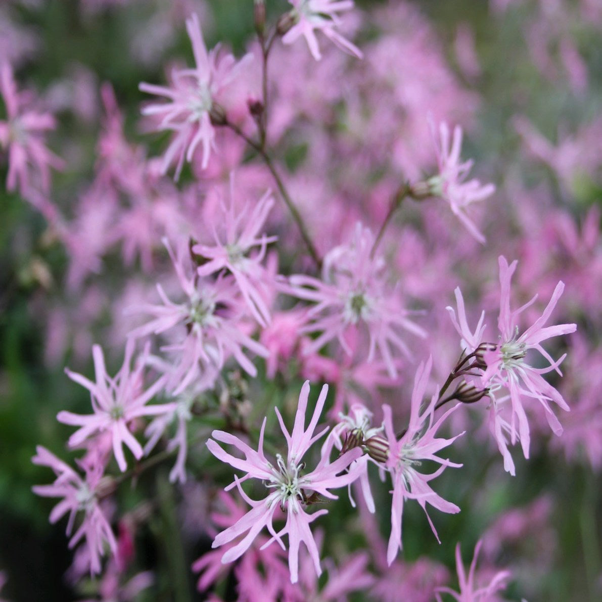 Ragged Robin | Silene flos-cuculi 'Jenny'