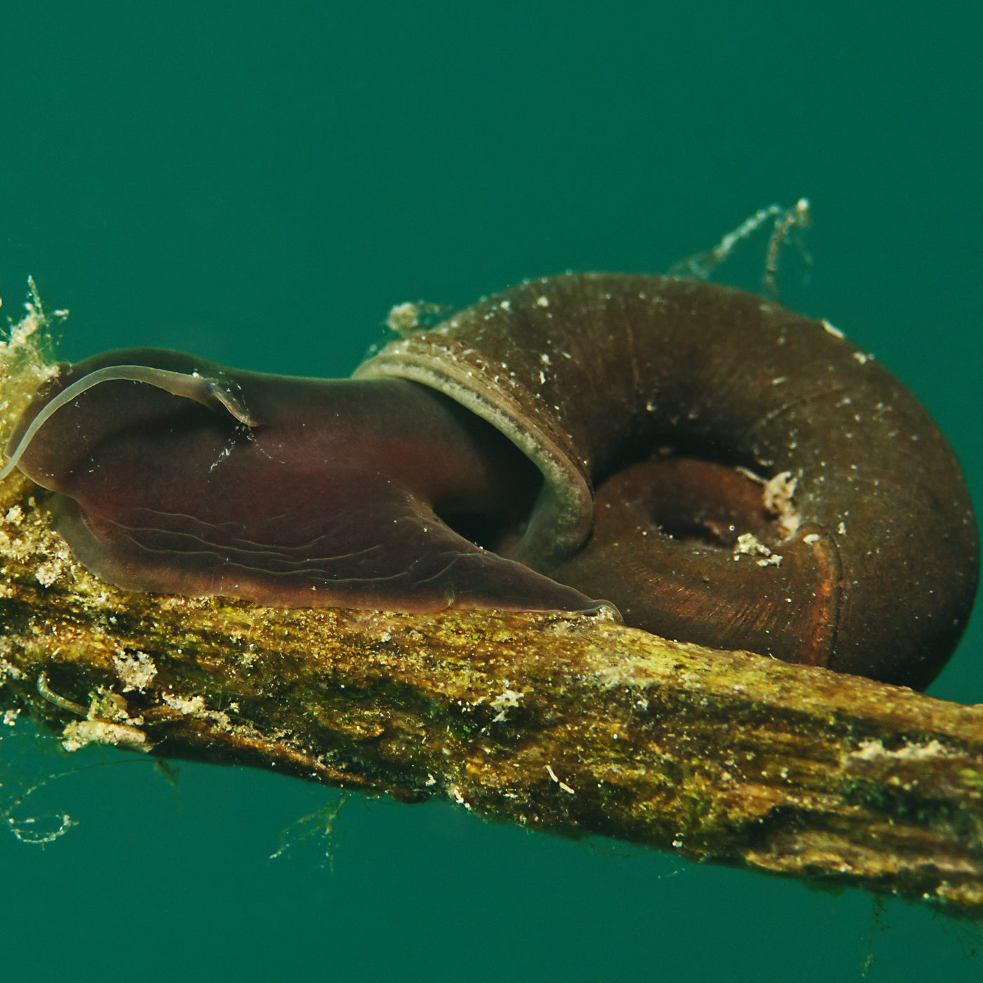 Ramshorn Snail-(Planorbis corneus)