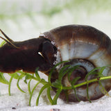 Ramshorn Snail - UK native pond snail
