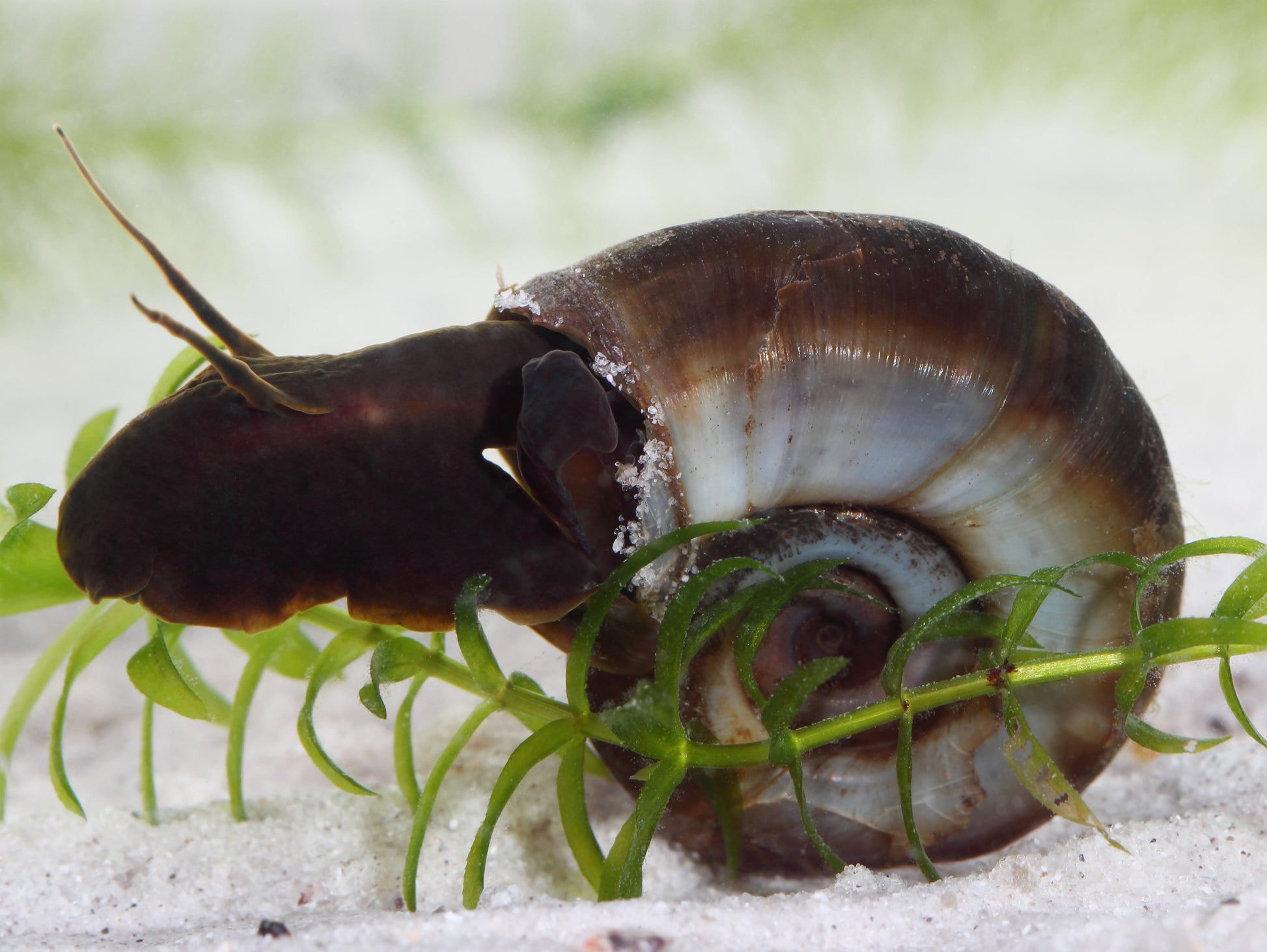 Ramshorn Snail - UK native pond snail