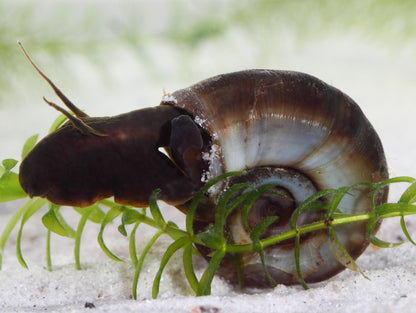 Ramshorn Snail - UK native pond snail