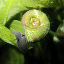 Ramshorn Snail - UK native pond snail