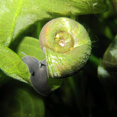 Ramshorn Snail-(Planorbis corneus)