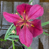 Iris louisiana 'Rhett'