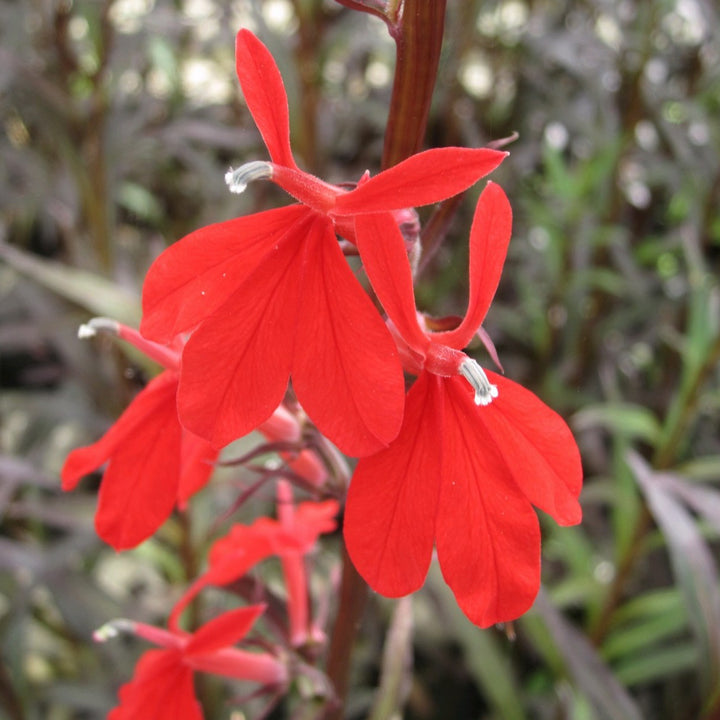 Red Leaved Lobelia-(Lobelia fulgens)