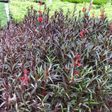 Cardinal Flower 'Queen Victoria' | Lobelia cardinalis 'Queen Victoria'