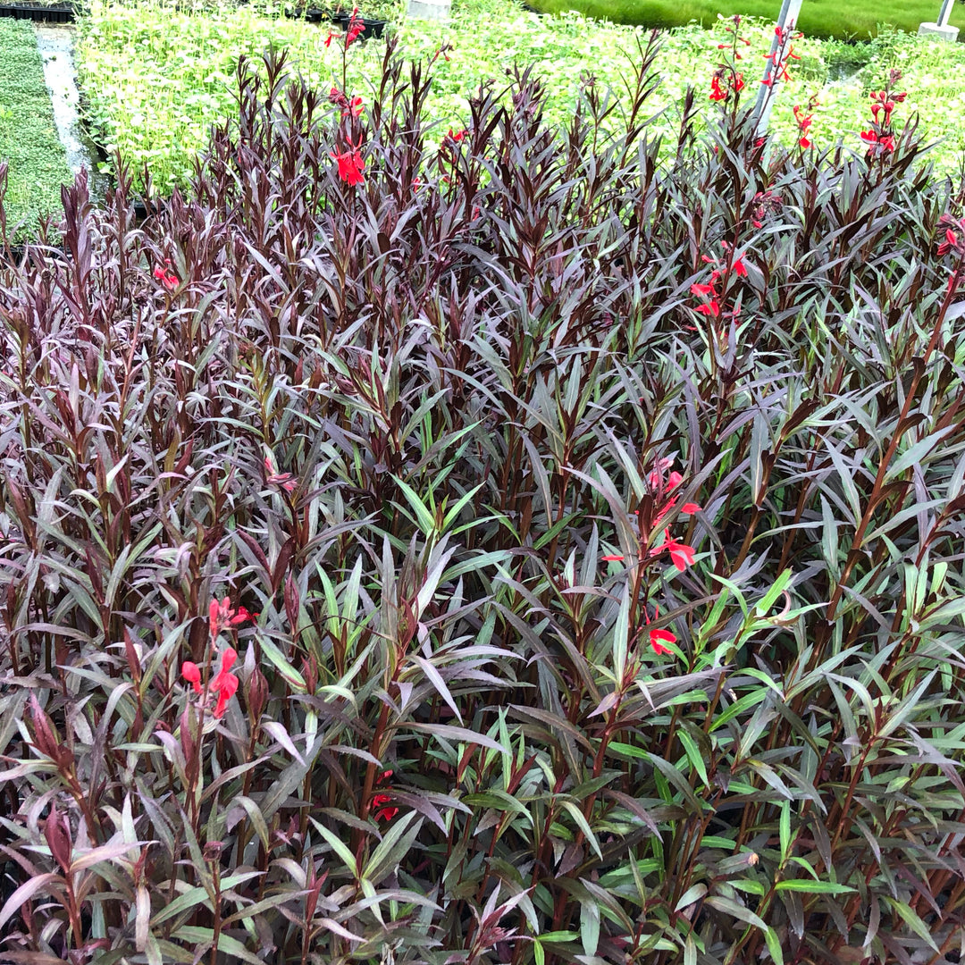 Red Leaved Lobelia-(Lobelia fulgens)