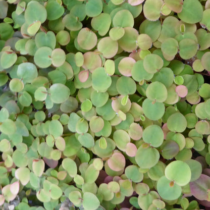 Red Root Floater-(Phyllanthus fluitans)