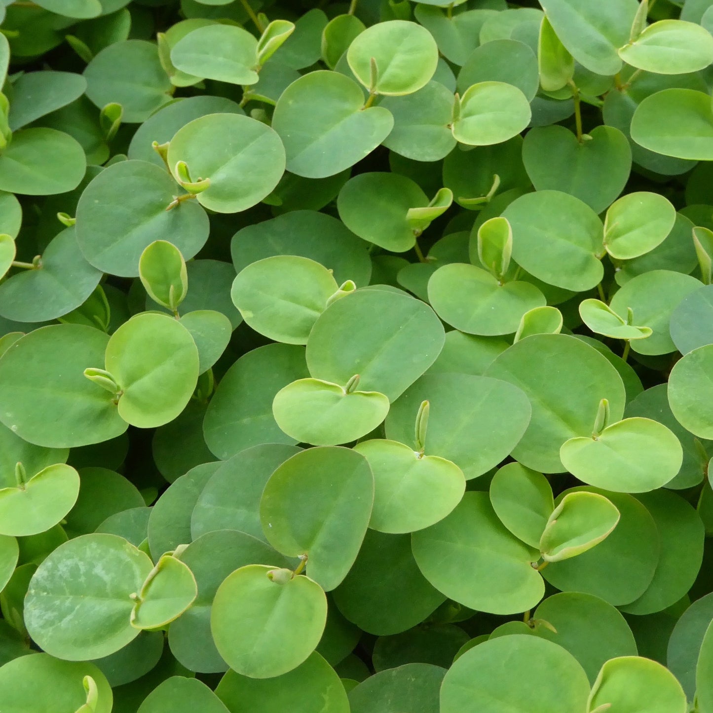 Red Root Floater-(Phyllanthus fluitans)