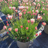 Rhodanthemum Zagora Collection