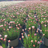 Rhodanthemum Zagora Collection