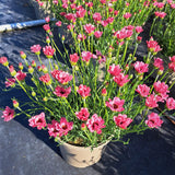 Rhodanthemum Zagora Collection