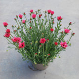 Rhodanthemum Zagora Collection