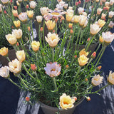 Rhodanthemum Zagora Collection