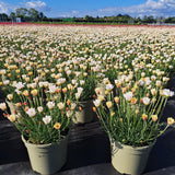 Rhodanthemum Zagora Collection