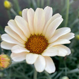 Rhodanthemum Zagora Collection