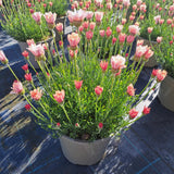 Rockery Plant Collection