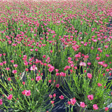 Rockery Plant Collection