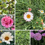 Rockery Plant Collection