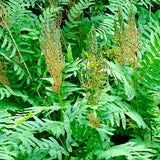 Royal fern | Osmunda regalis
