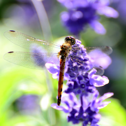 Dragonfly on Salvia (Sage) - Plants for Ponds