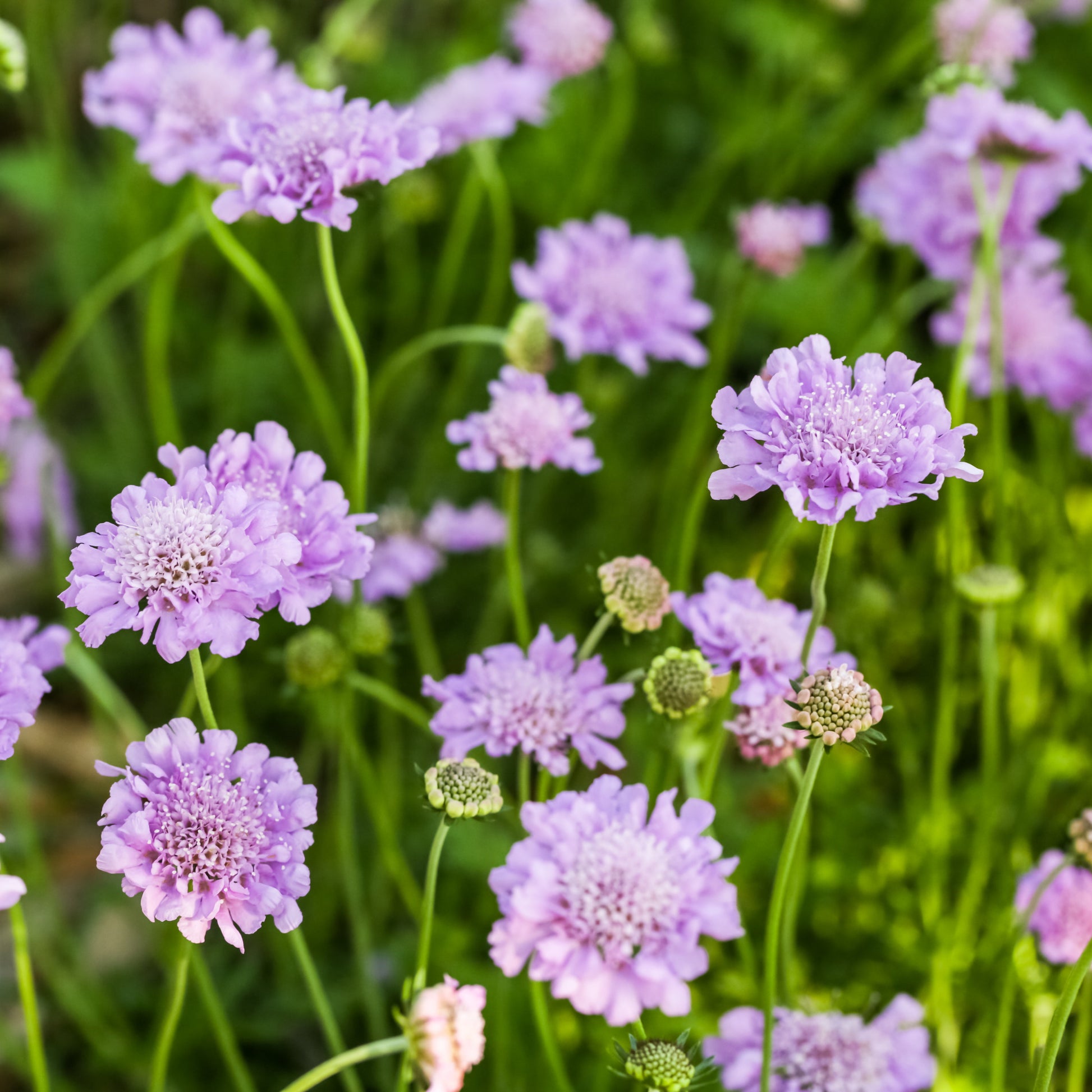 Scabiosa - Lilac Flower - Plants for Ponds