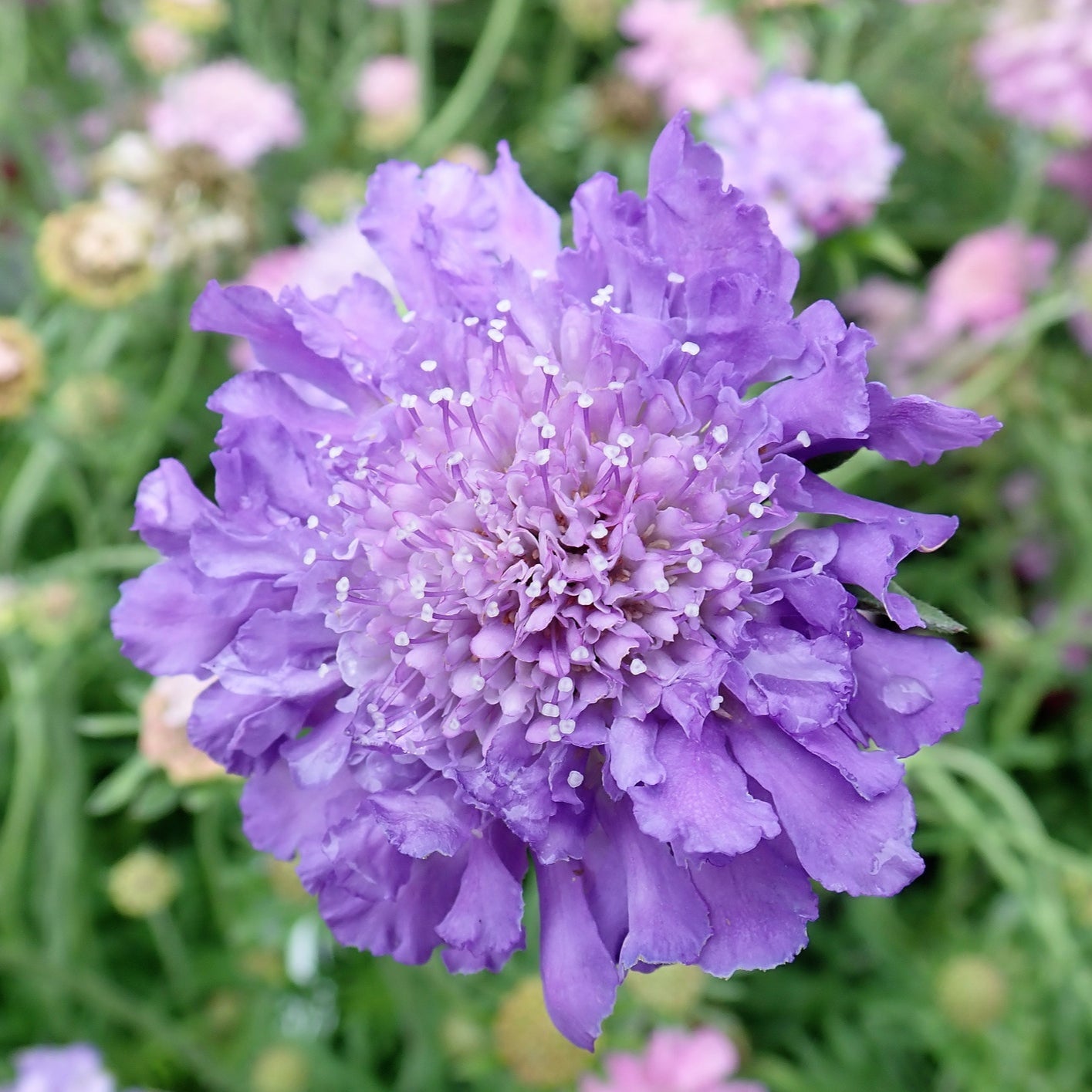 Scabious Butterfly Blue - Flower Perennial - Plants for Ponds