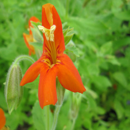 Scarlet Monkey Flower-(Mimulus cardinalis)