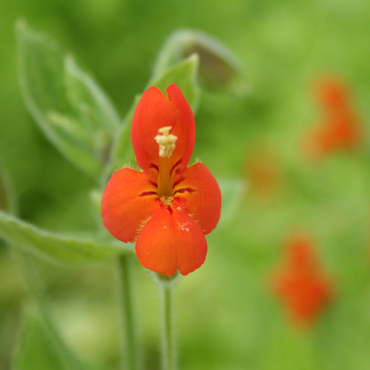 Scarlet Monkey Flower-(Mimulus cardinalis)