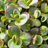 Rockery Plant Collection