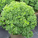 Rockery Plant Collection