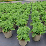 Rockery Plant Collection